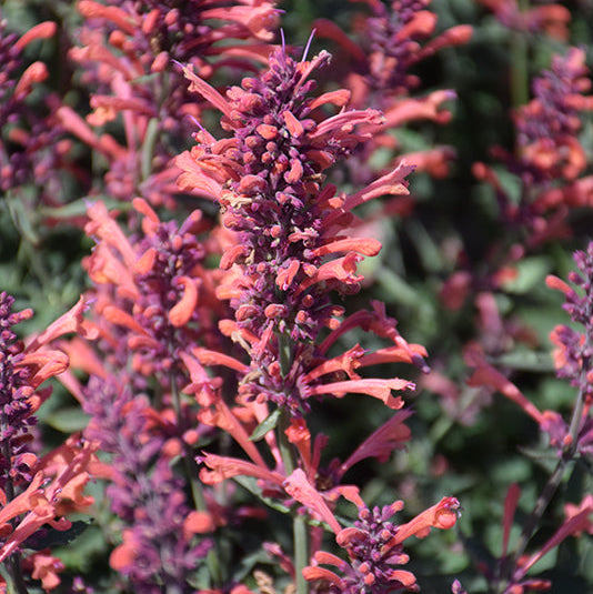 Agastache Hyssop Kudos Coral