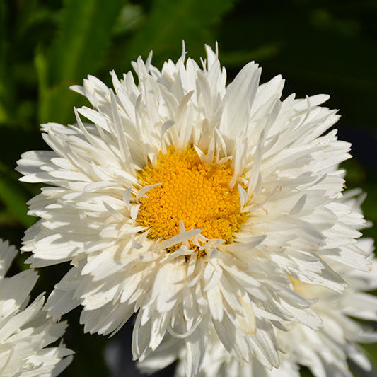 Leucanthemum Shasta Daisy Sweet Daisy Rebecca