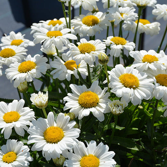 Leucanthemum Shasta Daisy Sweet Daisy Jane