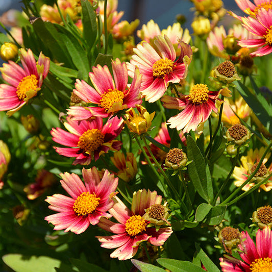 Coreopsis Tickseed Solanna Sunset Burst
