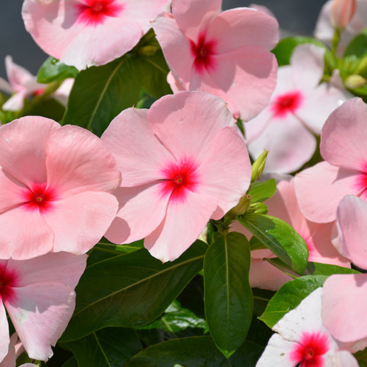 Vinca Titan Apricot