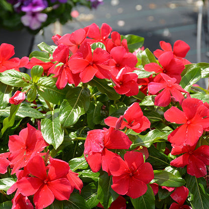 Vinca Titan Red Dark