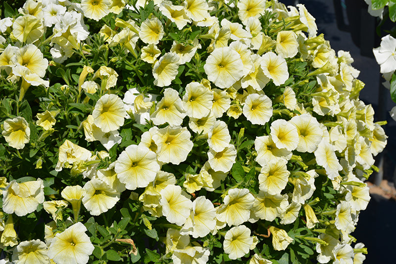 Wave Petunia Easy Wave Yellow