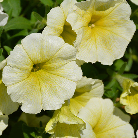 Wave Petunia Easy Wave Yellow