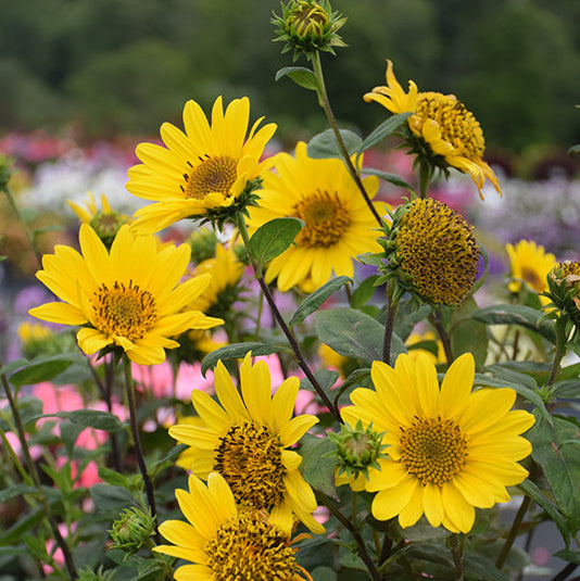 Helianthus Sunflower Sun Catcher