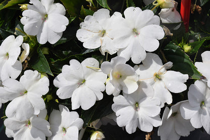 SunPatiens Classic White