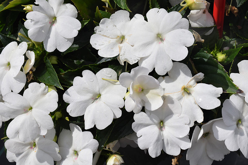 SunPatiens Classic White