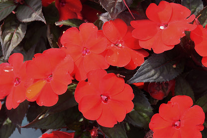 SunPatiens Deep Red