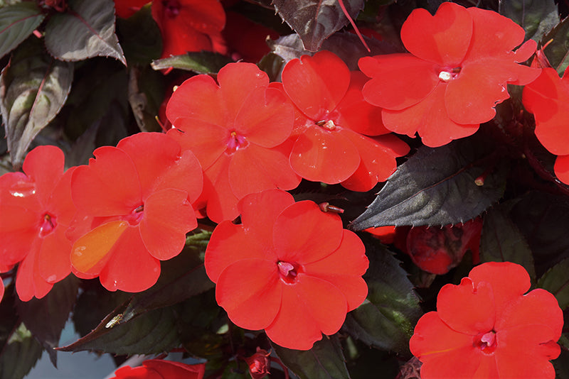 SunPatiens Deep Red