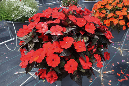 SunPatiens Deep Red