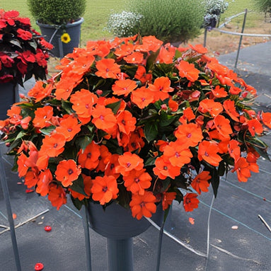 SunPatiens Electric Orange