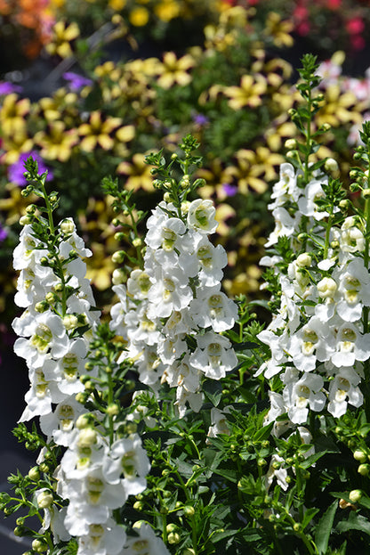 Angelonia ArchAngel White