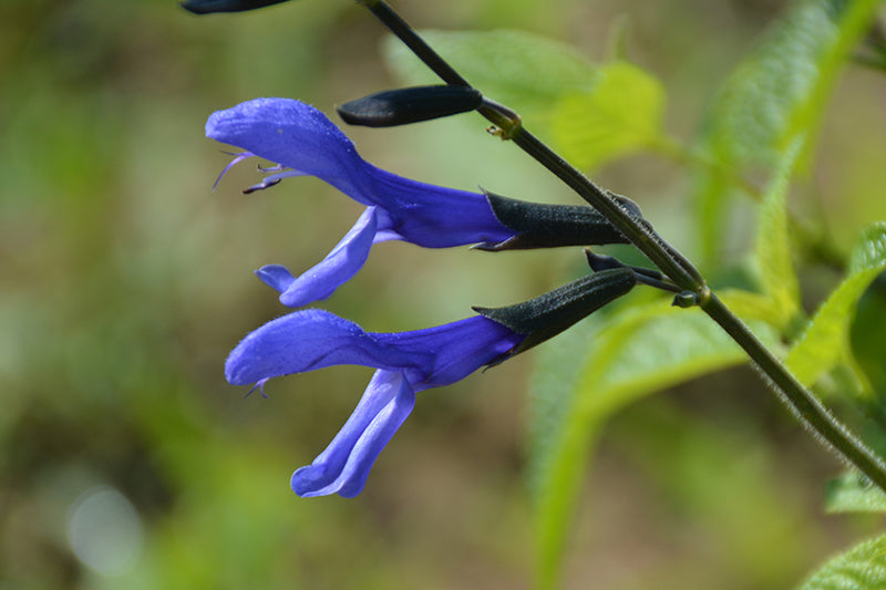 Salvia Black & Bloom