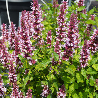 Agastache Hyssop Beelicious Pink