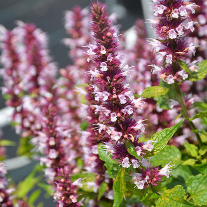 Agastache Hyssop Beelicious Pink