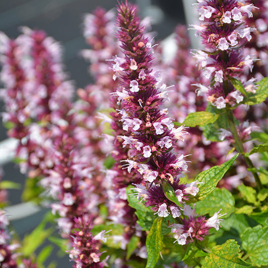 Agastache Hyssop Beelicious Pink