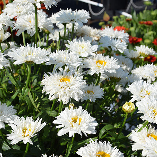Leucanthemum Shasta Daisy Sweet Daisy Rebecca