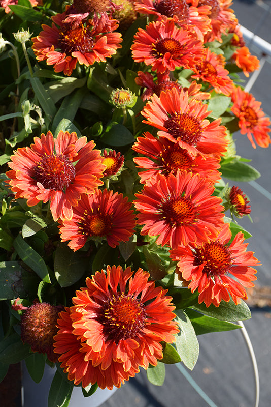 Gaillardia Blanket Flower Spintop Yellow Touch