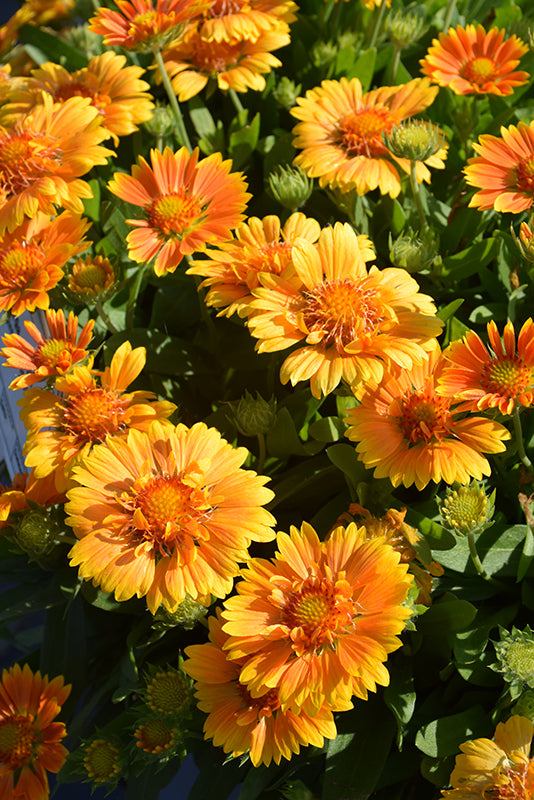 Gaillardia Blanket Flower Spintop Mango