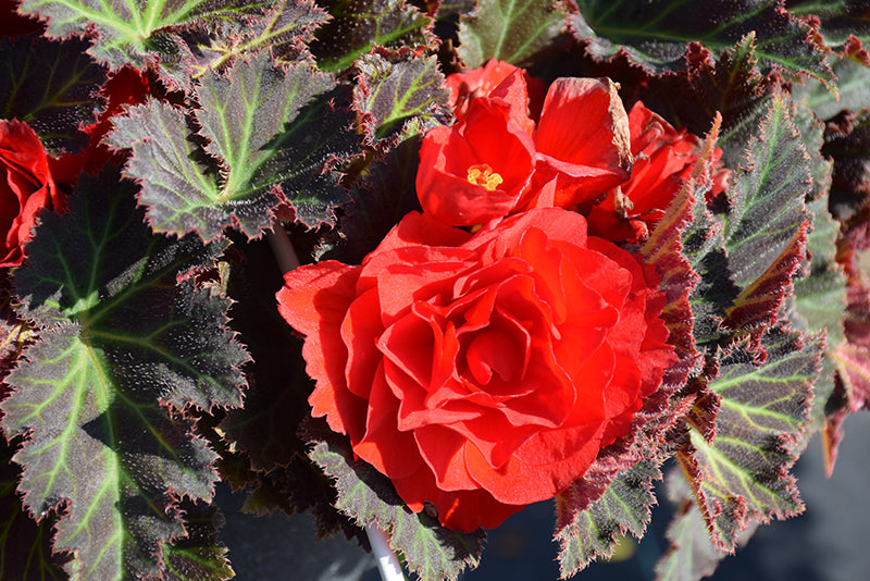 Begonia Nonstop Mocca Red