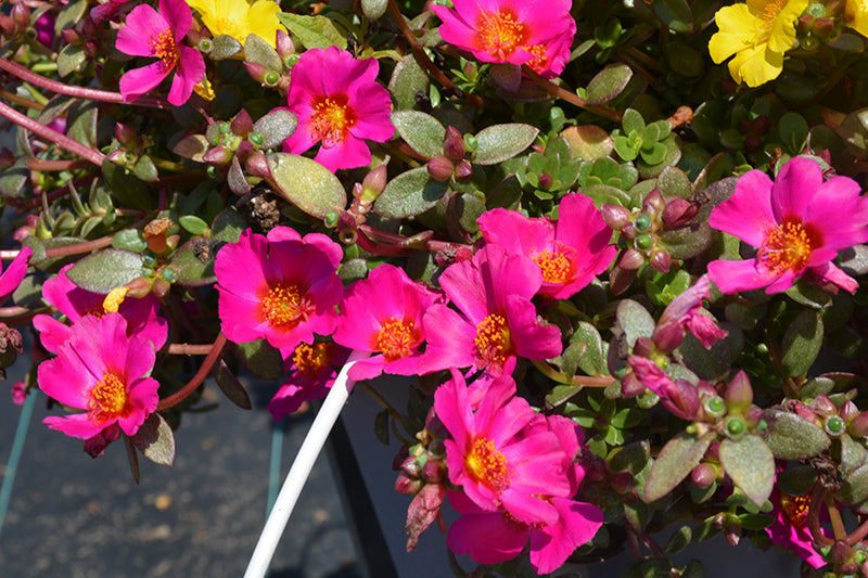 Portulaca Cupcake GrapeJelly