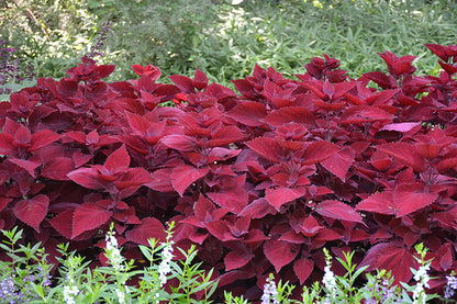 Coleus Beale Street