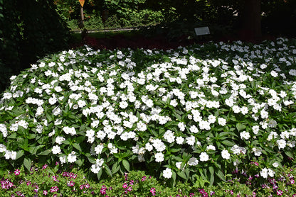 SunPatiens Classic White