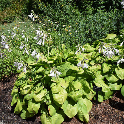 Hosta Plantain Lily Guacamole