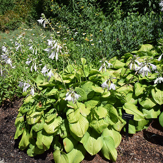 Hosta Plantain Lily Guacamole