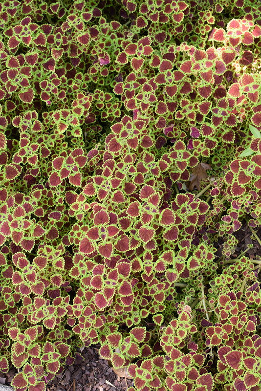 Coleus Burgundy Wedding Train