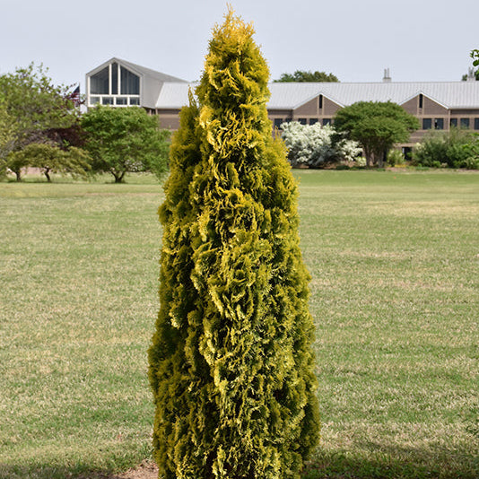 Thuja Amber (Jantar)