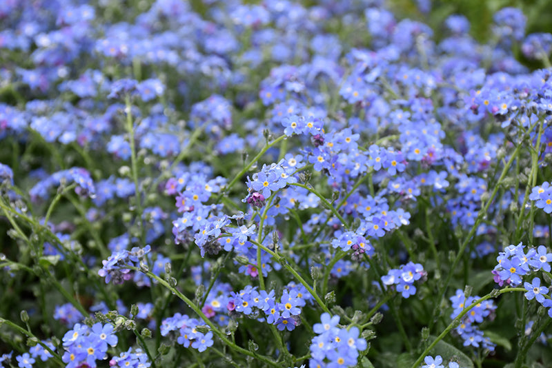 Myosotis Forget Me Not Victoria Blue
