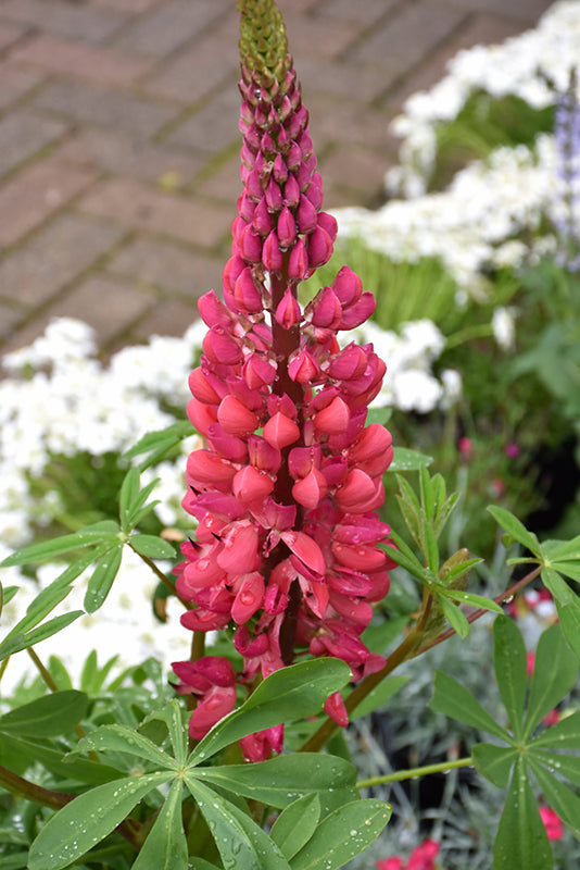 Lupinus Lupine Westcountry Red Rum