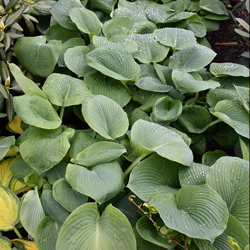 Hosta Plantain Lily Elegans