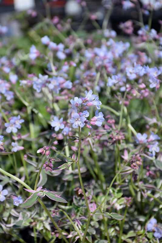 Polemonium Jacobs Ladder Touch of Class