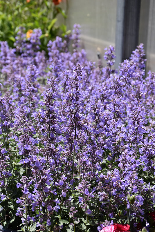 Nepeta Catmint Cat's Meow
