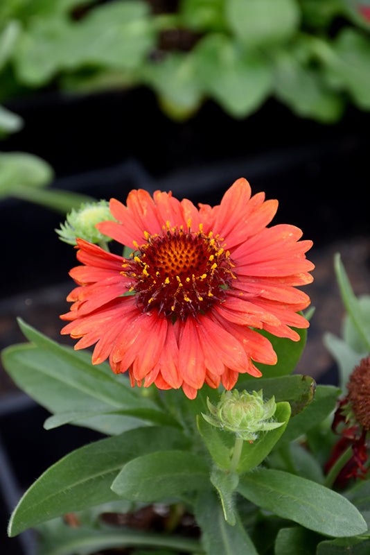 Gaillardia Blanket Flower Spintop Red