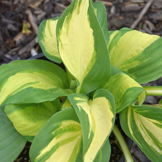 Hosta Plantain Lily Color Festival