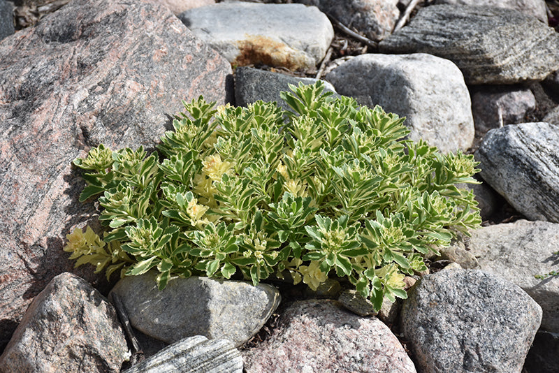 Sedum Stonecrop Atlantis