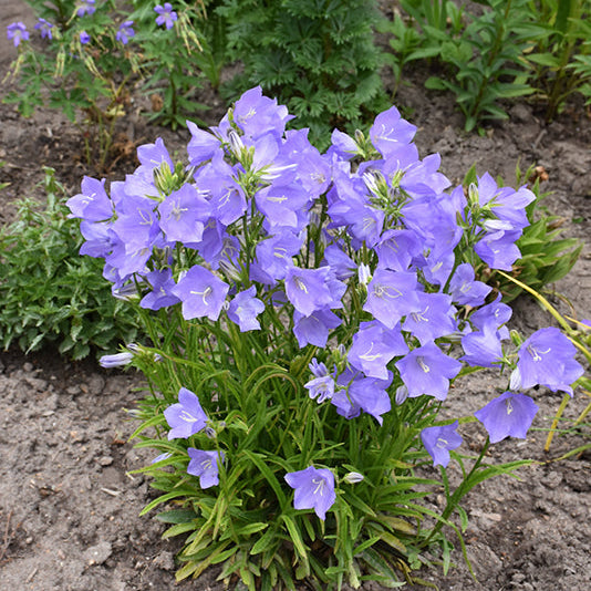 Campanula Bellflower Takion Blue