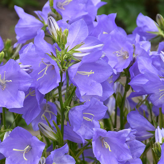 Campanula Bellflower Takion Blue