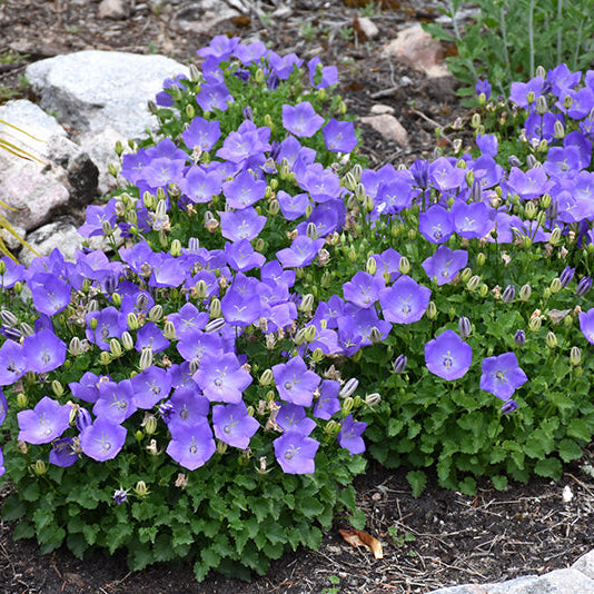 Campanula Bellflower Rapido Blue