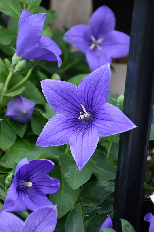 Platycodon Balloon Flower Pop Star Blue