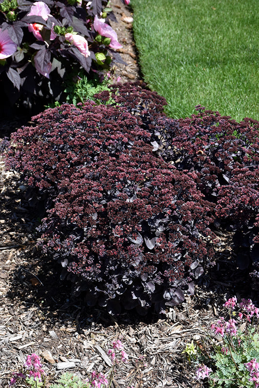 Sedum Stonecrop Rock'n Grow Back In Black