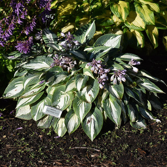 Hosta Plantain Lily High Society