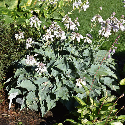Hosta Plantain Lily Dancing with Dragons