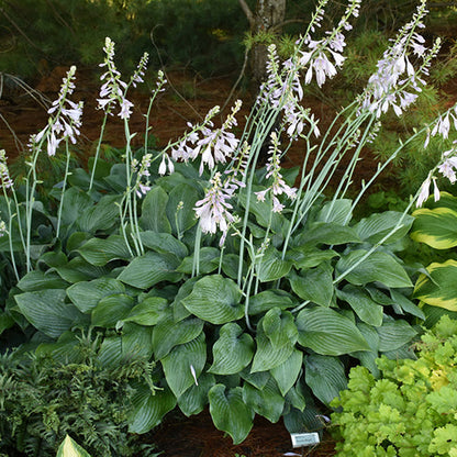 Hosta Plantain Lily Krossa Regal