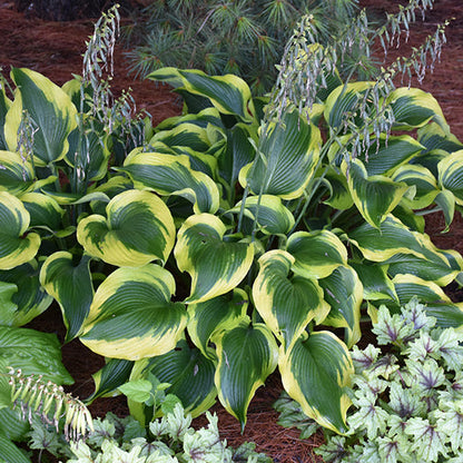 Hosta Plantain Lily Atlantis