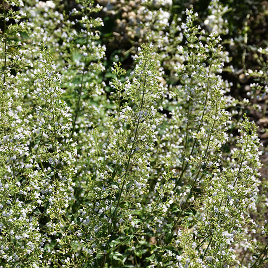 Calamintha Calamint White Cloud