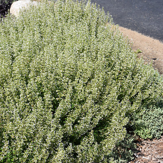 Calamintha Calamint White Cloud